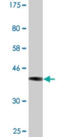 Monoclonal Anti-CD46 antibody produced in mouse