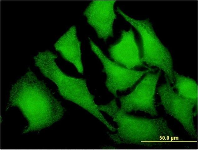 Monoclonal Anti-CD209 antibody produced in mouse