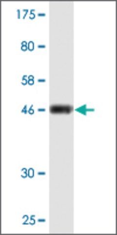 Monoclonal Anti-CD58 antibody produced in mouse