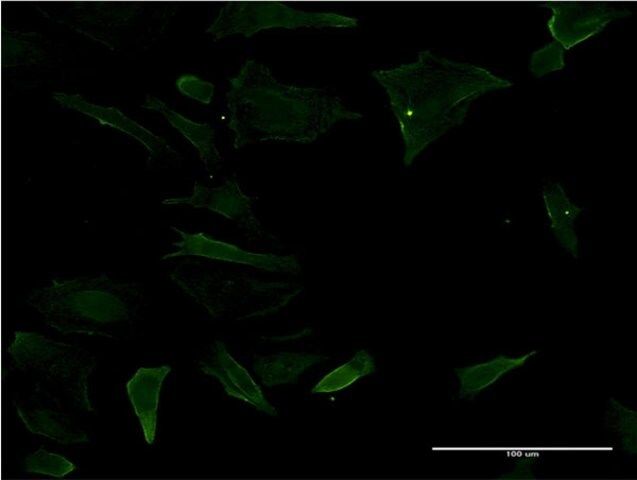 Monoclonal Anti-CD19 antibody produced in mouse