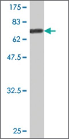 Monoclonal Anti-CD96 antibody produced in mouse
