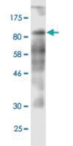 Monoclonal Anti-CD97 antibody produced in mouse