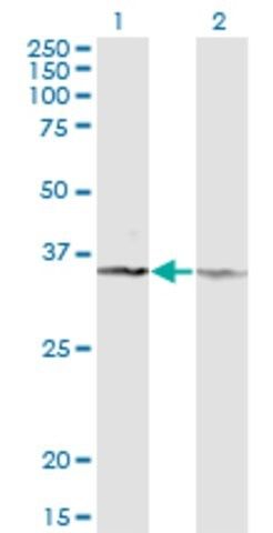 Monoclonal Anti-CD58 antibody produced in mouse