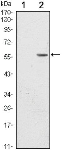 Monoclonal Anti-CD276 antibody produced in mouse