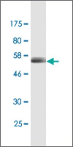 Monoclonal Anti-CD320 antibody produced in mouse
