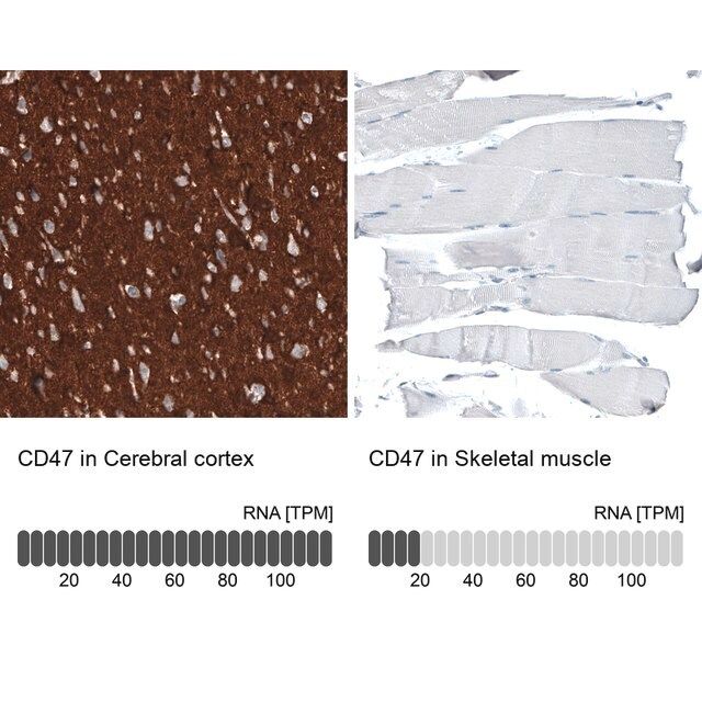 Monoclonal Anti-CD47 antibody produced in mouse