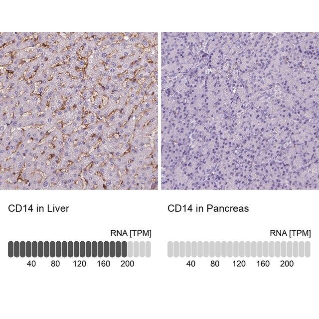 Monoclonal Anti-CD14 antibody produced in mouse