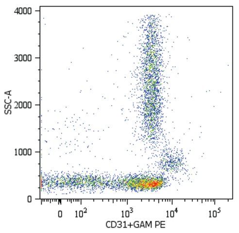 Monoclonal Anti-CD31 antibody produced in mouse