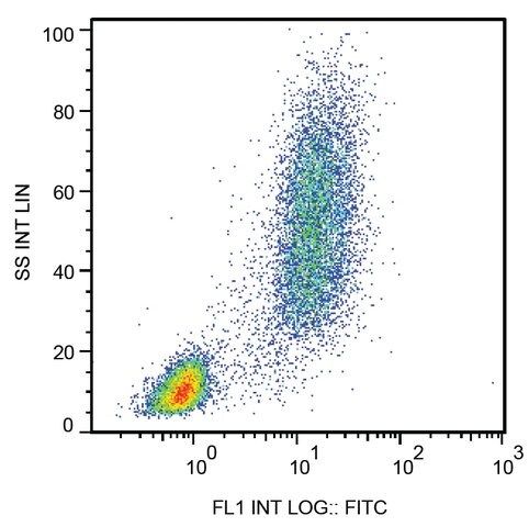 Monoclonal Anti-CD13 antibody produced in mouse