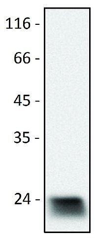 Monoclonal Anti-Cd9 antibody produced in rat