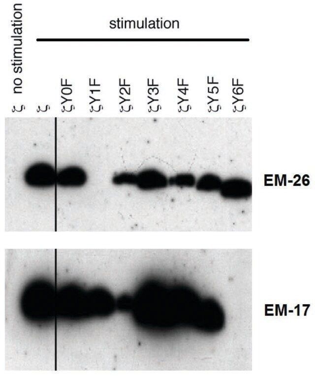 Monoclonal Anti-CD3 zeta (PhosphoTyr153) antibody produced in mouse