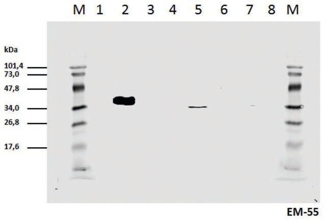 Monoclonal Anti-CD3 zeta (PhosphoTyr111) antibody produced in mouse