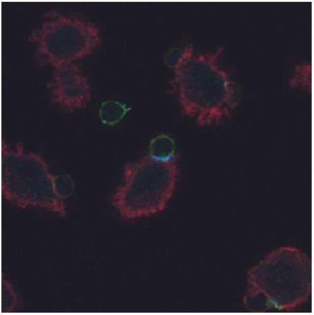 Monoclonal Anti-CD3 zeta (PhosphoTyr72) antibody produced in mouse