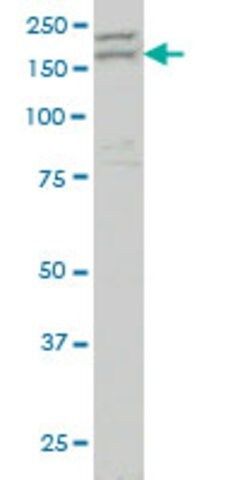 Monoclonal Anti-AATK antibody produced in mouse