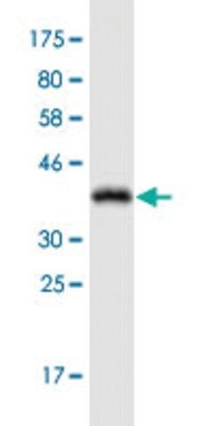 Monoclonal Anti-ADORA2A antibody produced in mouse