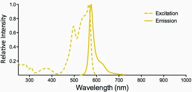 Monoclonal Anti-Ankyrin R-R-Phycoerythrin antibody produced in mouse