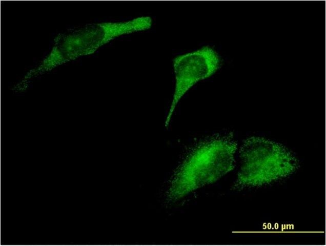 Monoclonal Anti-ARL8A antibody produced in mouse