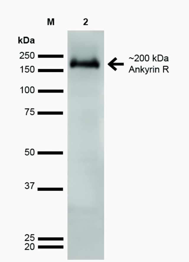 Monoclonal Anti-Ankyrin R-Atto 390 antibody produced in mouse