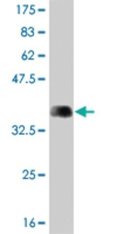 Monoclonal Anti-ARHGEF1, (C-terminal) antibody produced in mouse