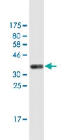 Monoclonal Anti-ARHGEF10 antibody produced in mouse