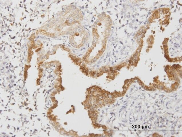 Monoclonal Anti-ANXA4 antibody produced in mouse