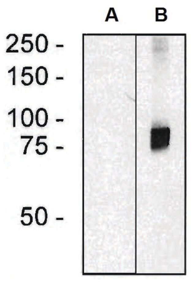 Monoclonal Anti-ARHGEF4 antibody produced in mouse