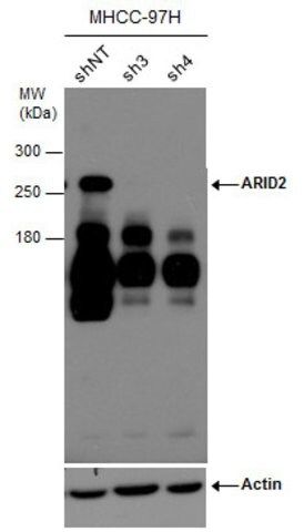 Monoclonal Anti-ARID2 antibody produced in mouse