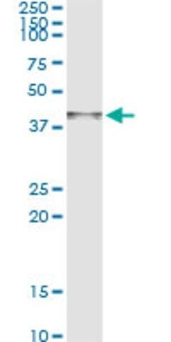 Monoclonal Anti-ARG2 antibody produced in mouse