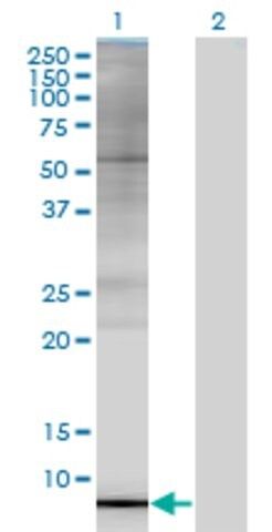 Monoclonal Anti-ARL9 antibody produced in mouse