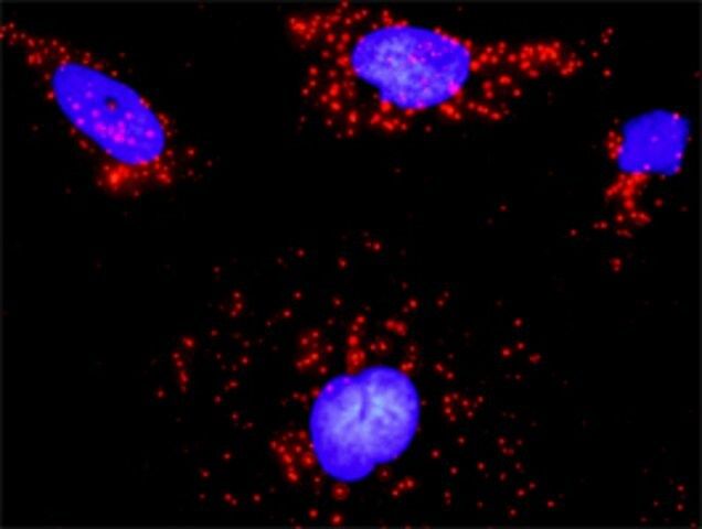 Monoclonal Anti-ARHGEF6 antibody produced in mouse