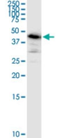 Monoclonal Anti-ARMC6 antibody produced in mouse