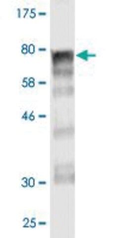Monoclonal Anti-ARHGEF5 antibody produced in mouse