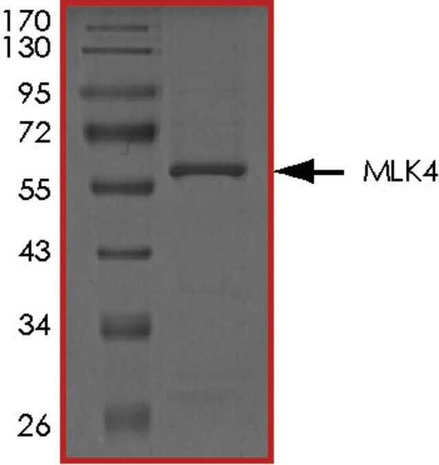 MLK4, Active