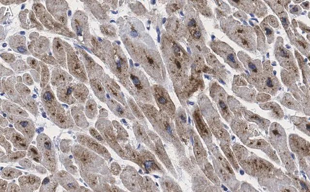 Anti-GLUT-4 Antibody, clone 1M13 ZooMAb<sup>®</sup> Rabbit Monoclonal