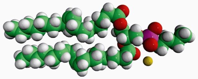 18:1 Phosphatidylbutanol