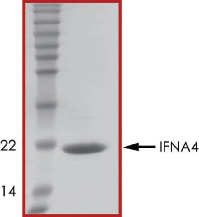 IFNA4