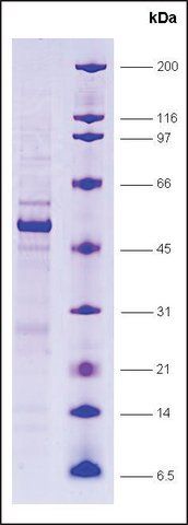 LXR, α, ligand binding domain, GST tagged human
