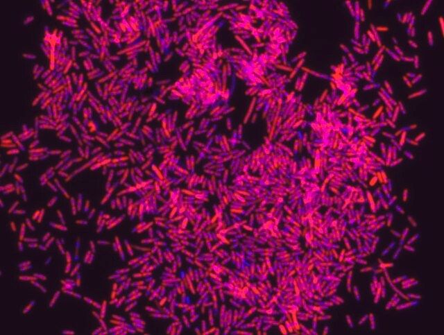 Eubacteria FISH probe-Cy3
