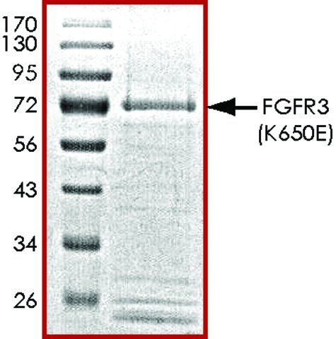 FGFR3 (K650E), active, GST tagged human