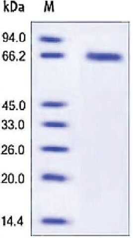 GFRA2/GDNFRB human