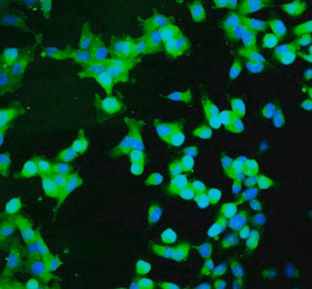 BioTracker Cystine-FITC Live Cell Dye