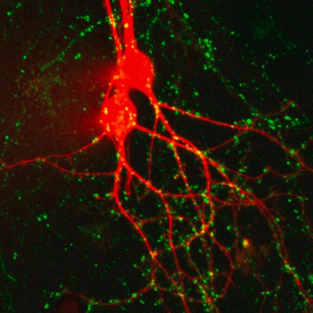BioTracker 510 Green C4(FM1-43) Synaptic Dye