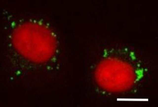 BioTracker LYSO-TP Live Cell Dye