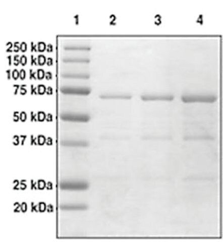 BRD2 (65-459) GST tag human