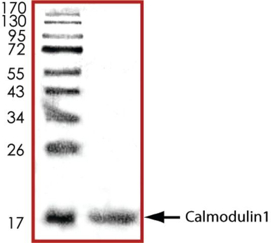 Calmodulin1, His tagged human