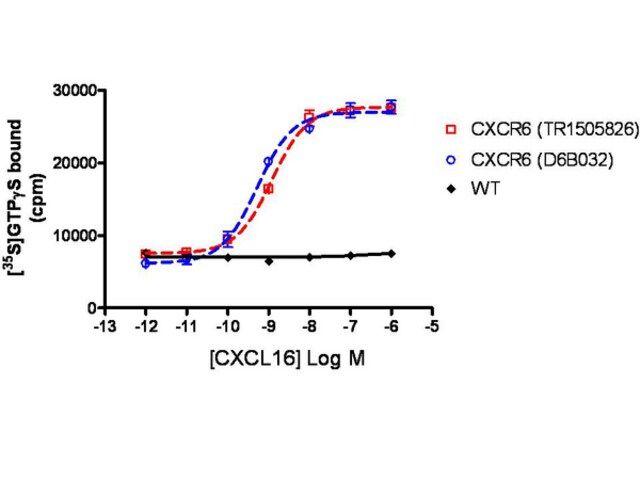 ChemiScreen CXCR6 Membrane Preparation