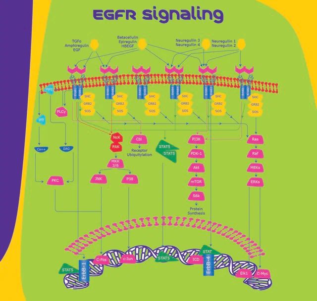 ErbB1/EGFR from mouse