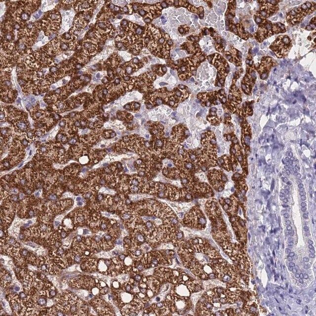 Anti-ZNF248 antibody produced in rabbit