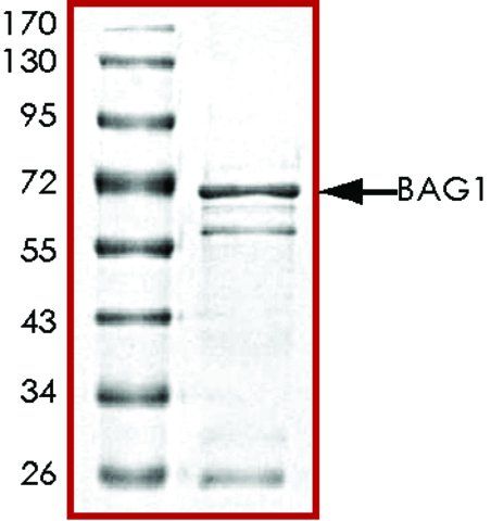 BAG1 (72-end), GST tagged human