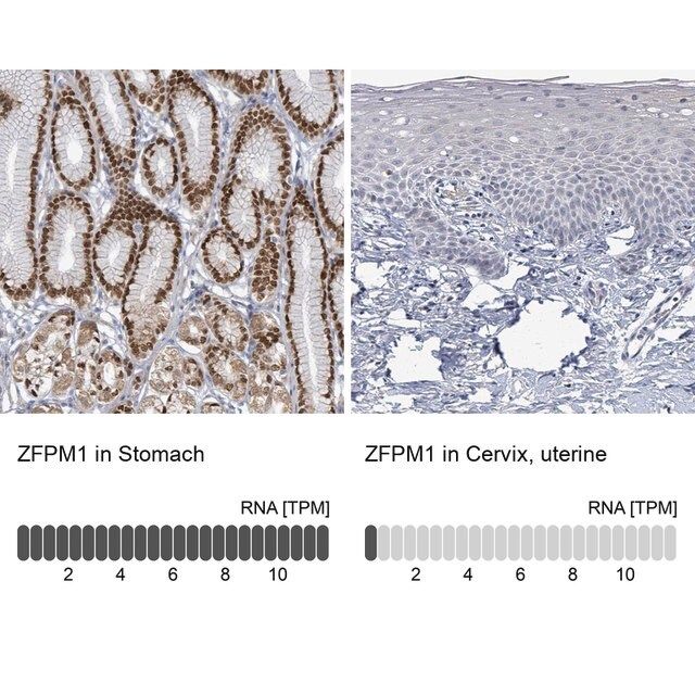 Anti-ZFPM1 antibody produced in rabbit